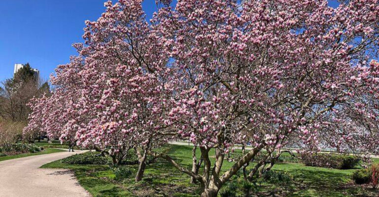 10 Flowering Trees North Carolina Homeowners Are Choosing Instead Of Crape Myrtle