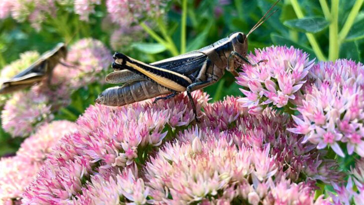 10 Georgia Backyard Plants That Stay Attractive Even During Dry June Weeks