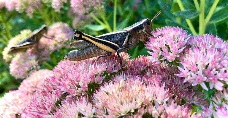 10 Georgia Backyard Plants That Stay Attractive Even During Dry June Weeks