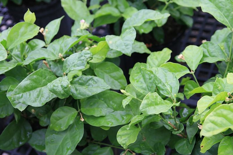 Asiatic Jasmine
