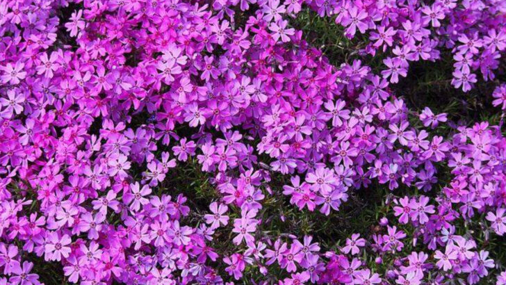 10 Georgia Ground Covers That Stay Green Even In Hot Weather