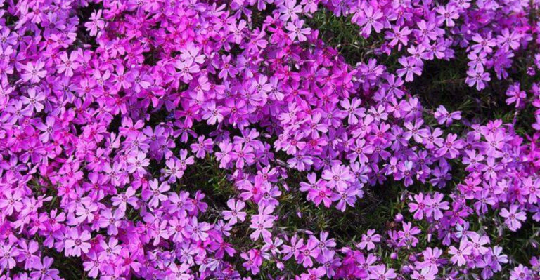 10 Georgia Ground Covers That Stay Green Even In Hot Weather