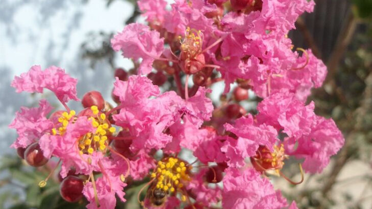 10 Hardy Georgia Plants That Continue Looking Good Through Summer Heat