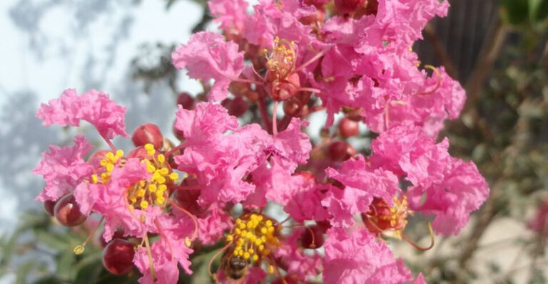 10 Hardy Georgia Plants That Continue Looking Good Through Summer Heat