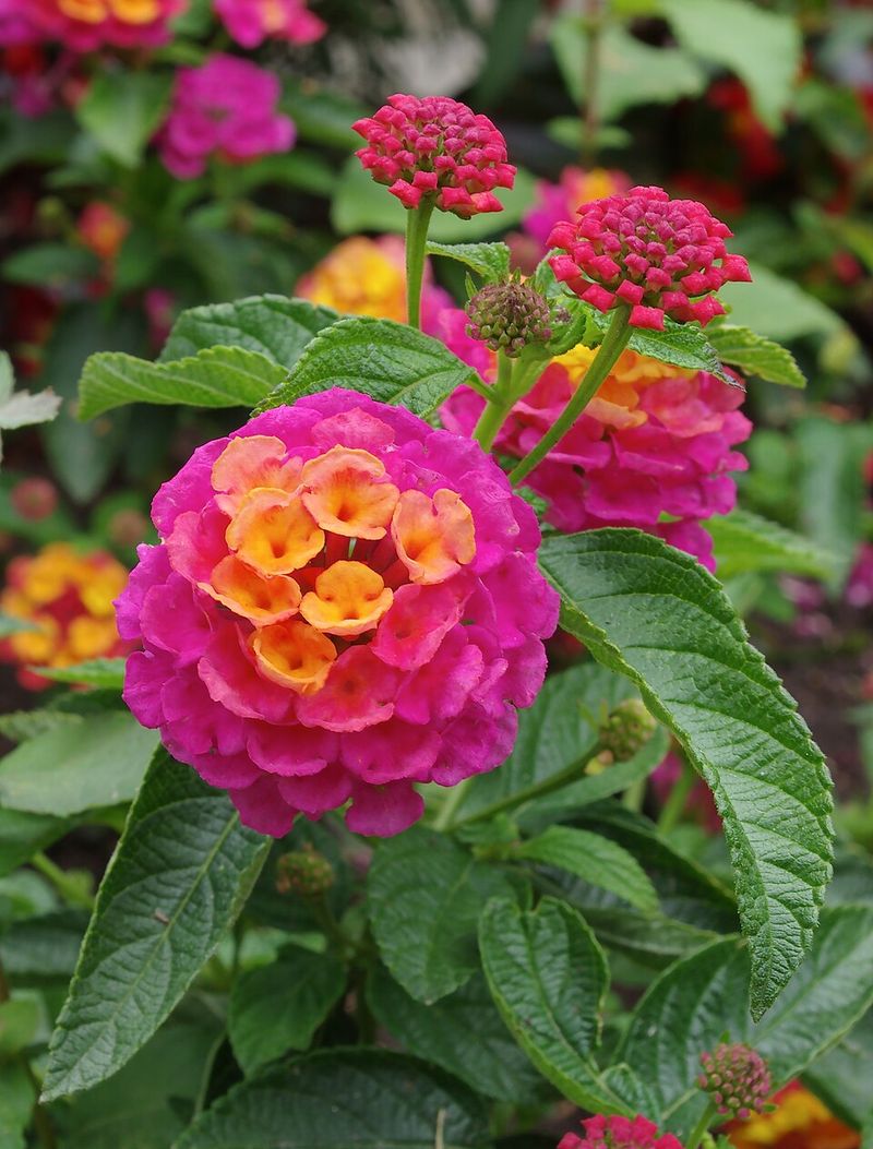 Lantana