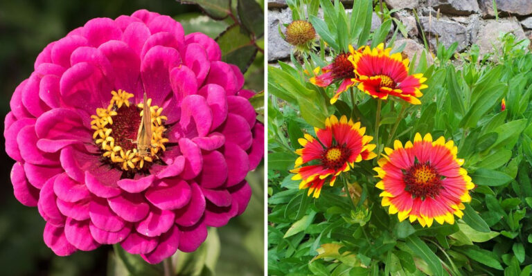 10 Heat-Resistant Plants That Stay Vibrant In Georgia Through August