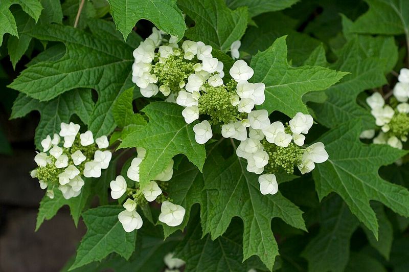 Oakleaf Hydrangea