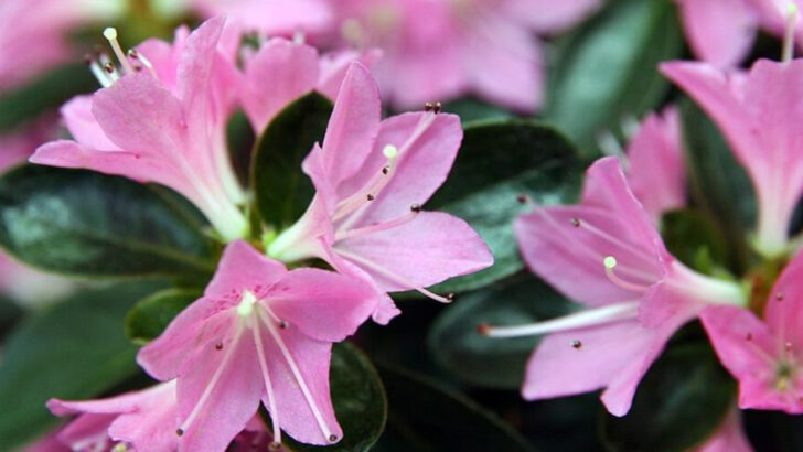 10 Low-Effort, High-Impact Plants For North Carolina Gardens