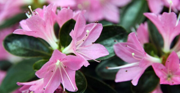 10 Low-Effort, High-Impact Plants For North Carolina Gardens
