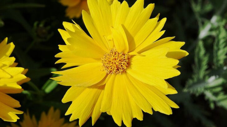10 Low-Maintenance Native Plants That Make Florida Front Yards Look Better In May