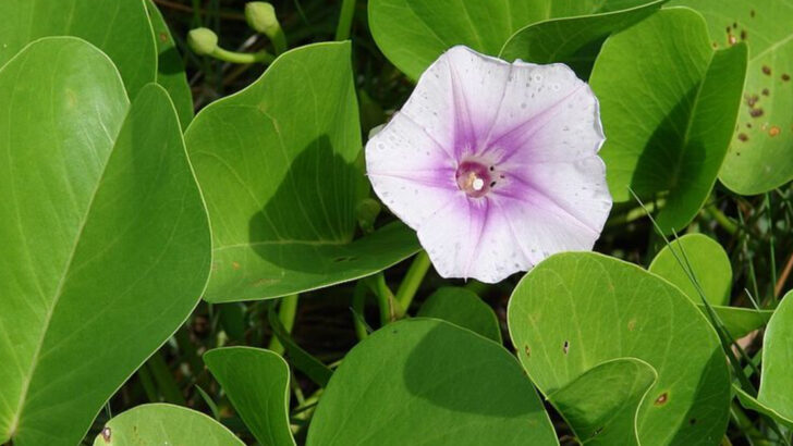10 Native Florida Ground Covers Homeowners Prefer Over Traditional Grass