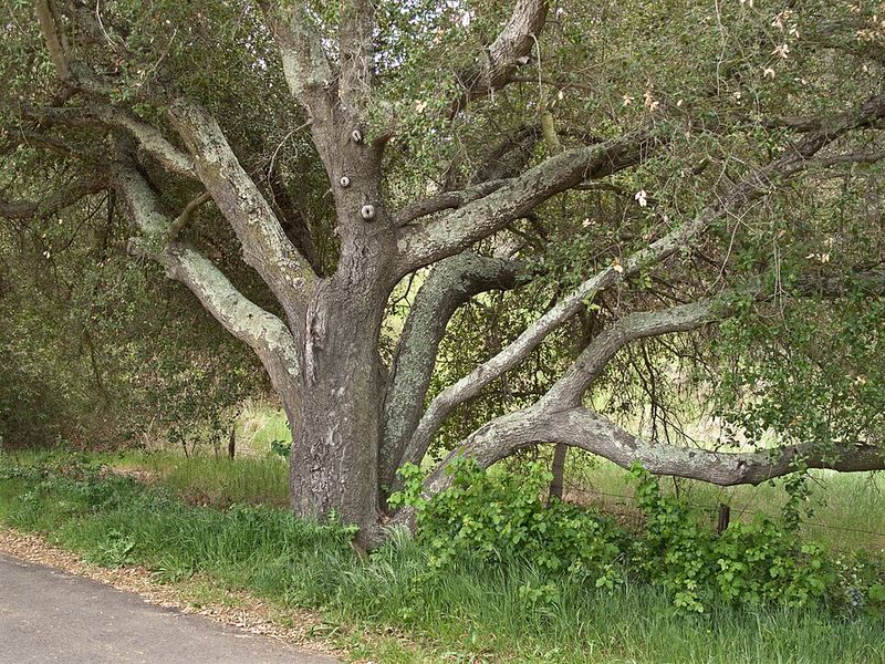 Live Oak