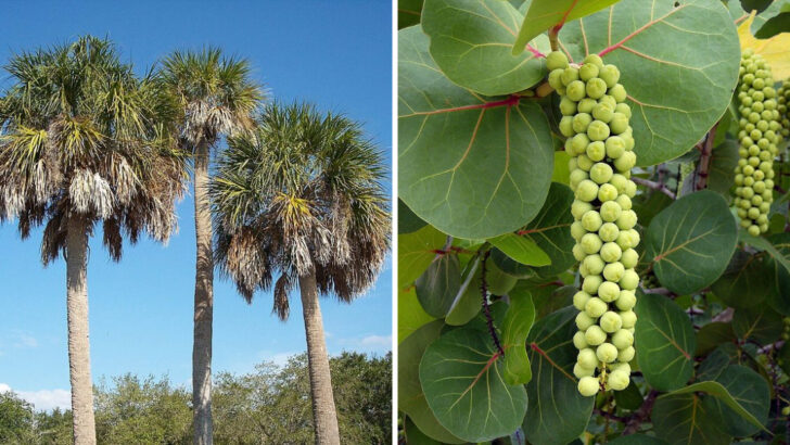 10 Native Trees That Handle Windy Coastal Florida Conditions Better Than Most