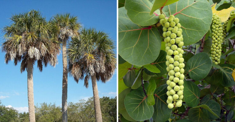 10 Native Trees That Handle Windy Coastal Florida Conditions Better Than Most
