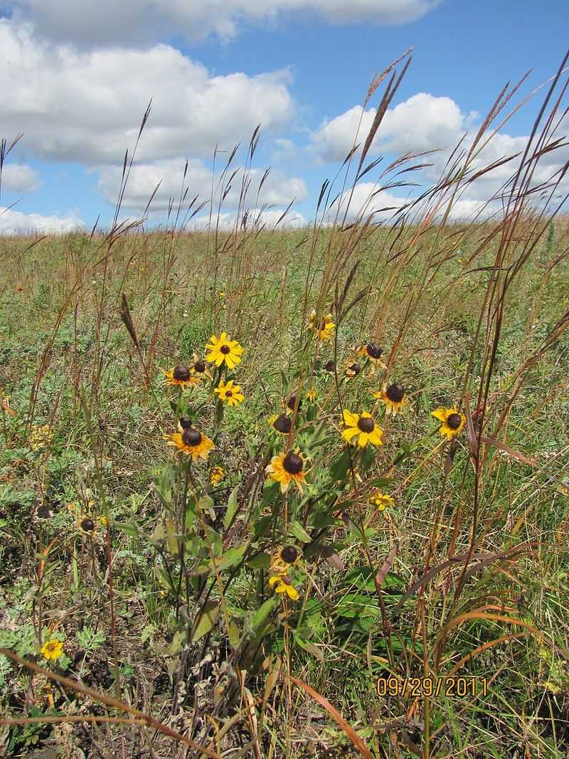 Black-Eyed Susan