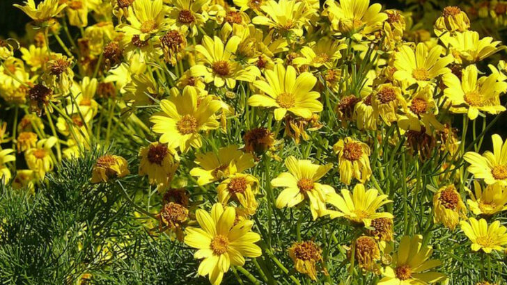 10 North Carolina Plants That Thrive Near Sunny Walkways And Driveways