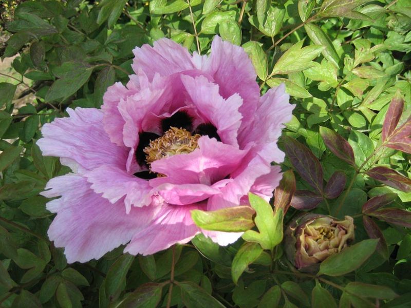 Peony