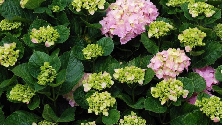 10 Pennsylvania Garden Plants That Look Expensive But Are Surprisingly Easy To Grow
