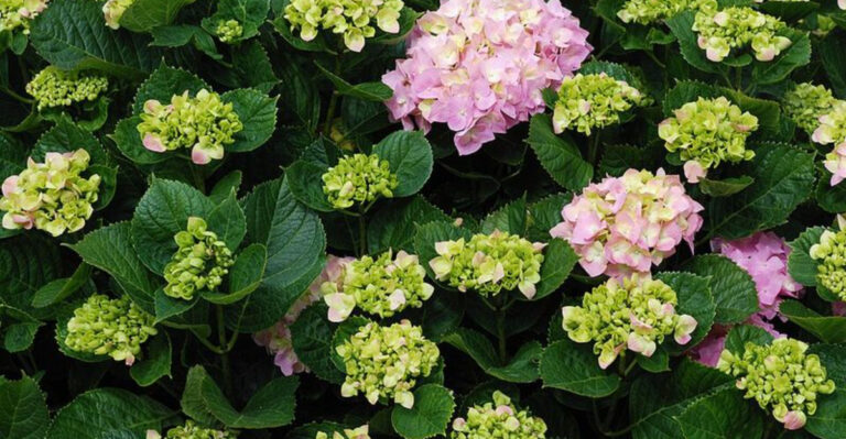 10 Pennsylvania Garden Plants That Look Expensive But Are Surprisingly Easy To Grow