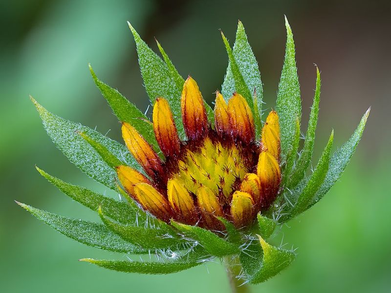 Blanket Flower
