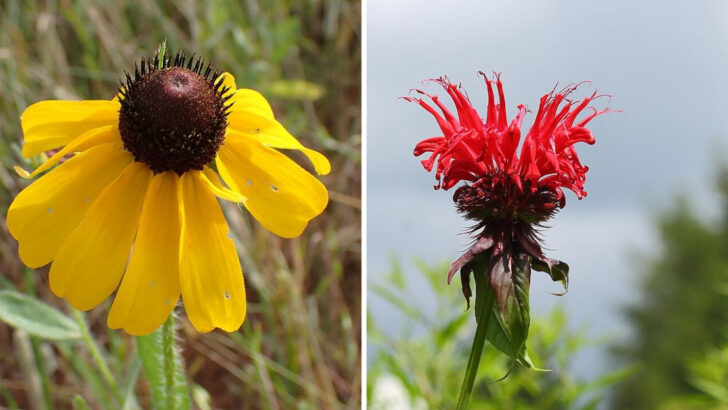 10 Perennials Florida Gardeners Cut Back Before Peak Summer Heat