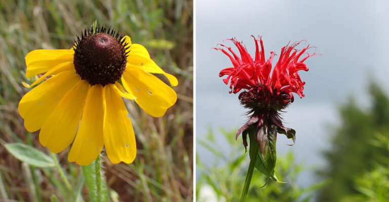 10 Perennials Florida Gardeners Cut Back Before Peak Summer Heat