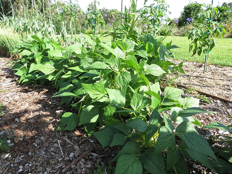 Bush Beans