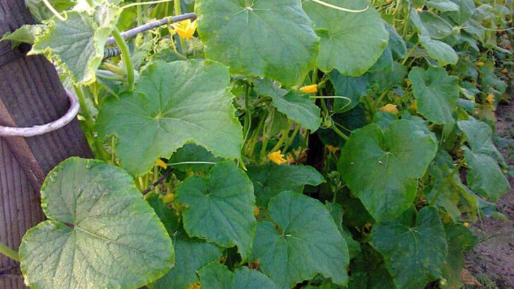 11 Fast-Growing Vegetables Florida Gardeners Can Still Plant This Month