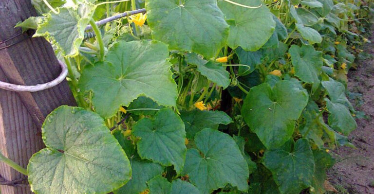 11 Fast-Growing Vegetables Florida Gardeners Can Still Plant This Month