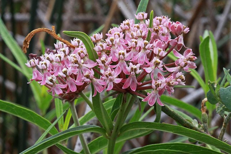Swamp Milkweed