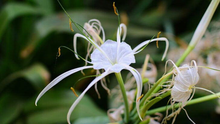11 Florida Flowers That Handle Heavy Rain Better Than Most Garden Plants