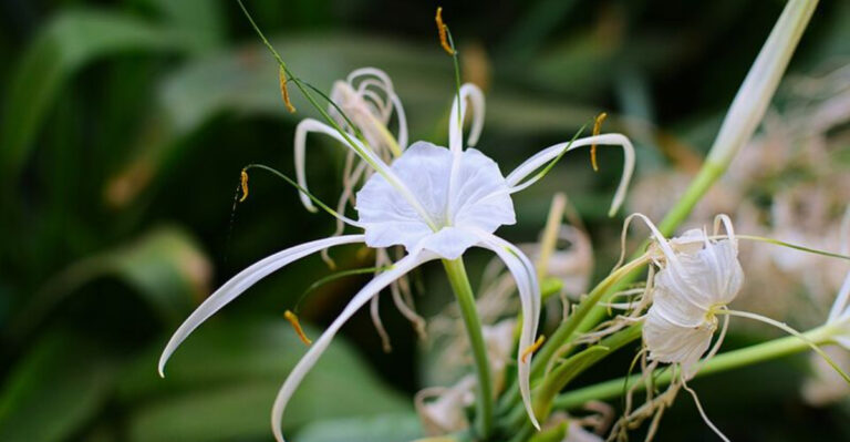 11 Florida Flowers That Handle Heavy Rain Better Than Most Garden Plants