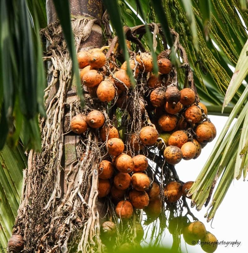 Areca Palm