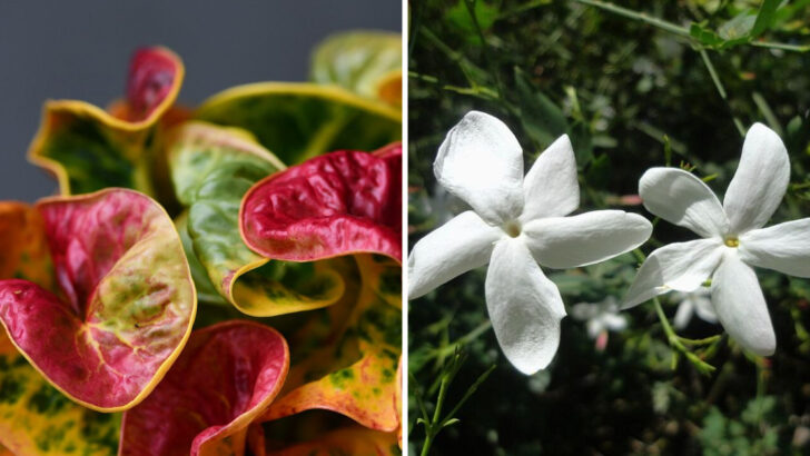 10 Florida Plants That Make Outdoor Dining Areas Feel More Relaxing