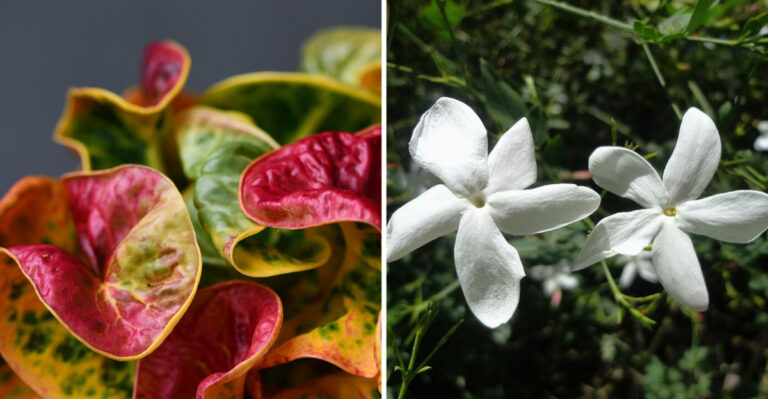 10 Florida Plants That Make Outdoor Dining Areas Feel More Relaxing