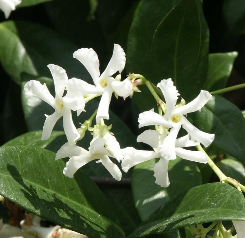 Confederate Jasmine