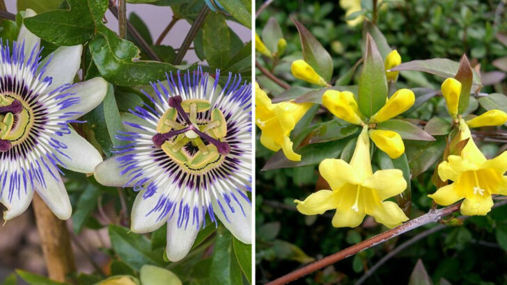 11 Flowering Vines That Transform Plain Backyard Fences In Florida