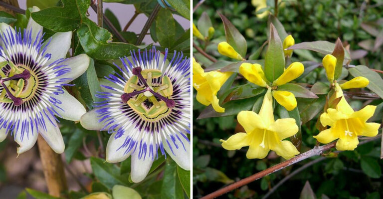 11 Flowering Vines That Transform Plain Backyard Fences In Florida