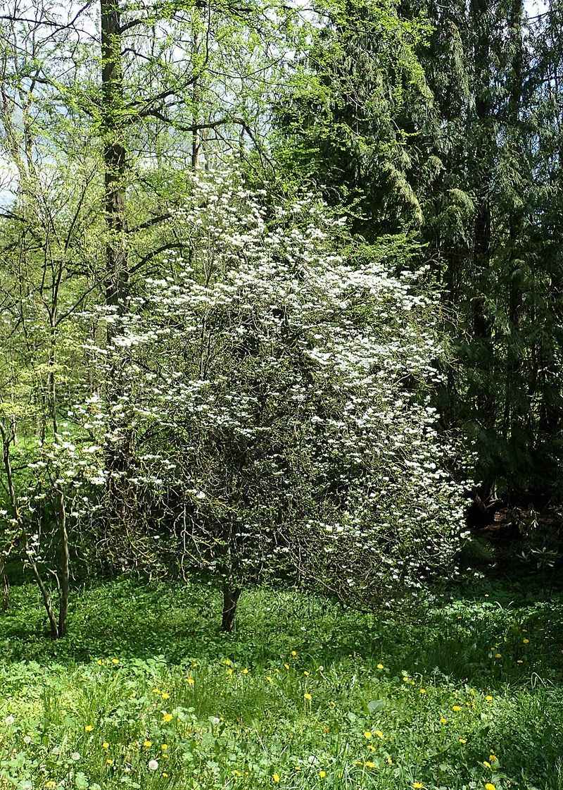 Flowering Dogwood