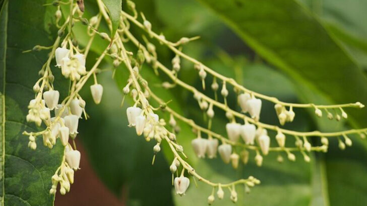 11 Native Flowering Trees Perfect For Planting In North Carolina This May