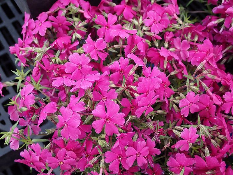 Creeping Phlox
