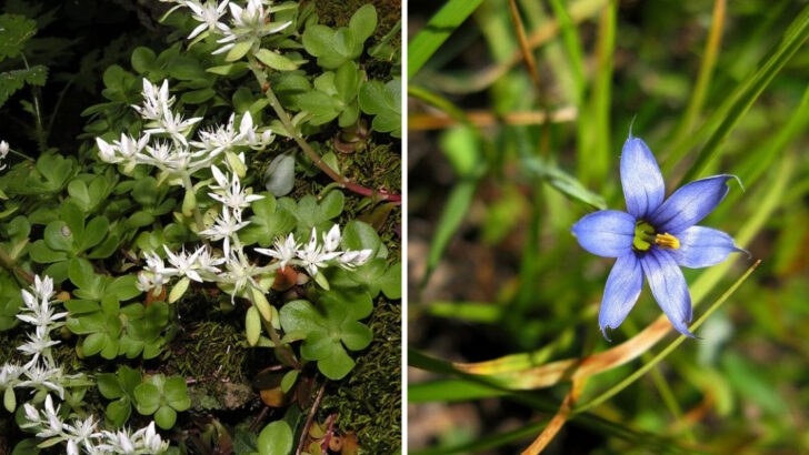 11 Native Groundcovers North Carolina Gardeners Love Most