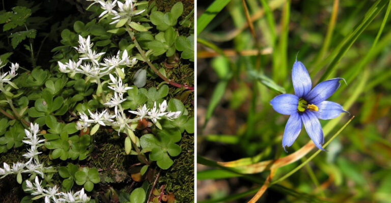11 Native Groundcovers North Carolina Gardeners Love Most