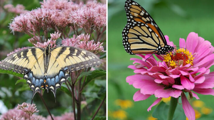 11 Pennsylvania Plants That Attract Butterflies Without Much Maintenance