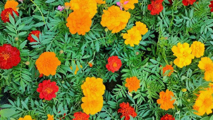 11 Plants Georgia Gardeners Use To Make Outdoor Spaces Less Buggy