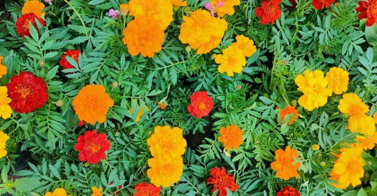 11 Plants Georgia Gardeners Use To Make Outdoor Spaces Less Buggy