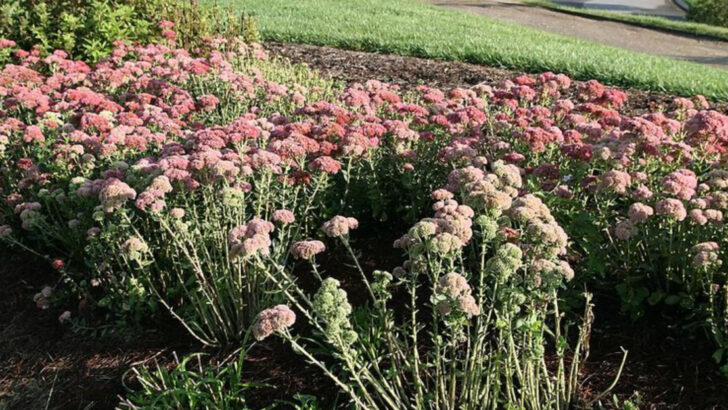 11 Tough Perennials That Handle Ohio Heat Better Than You&rsquo;d Expect