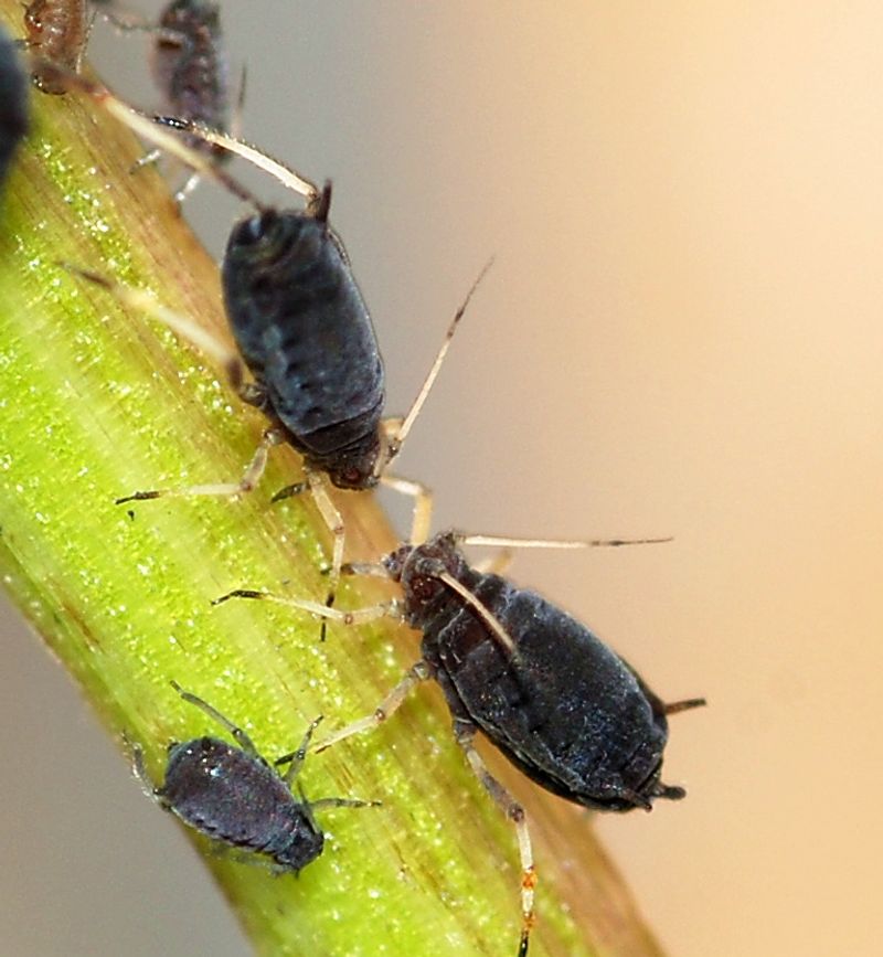 Aphids