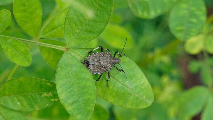 12 California Garden Bugs You Should Never Ignore This Spring