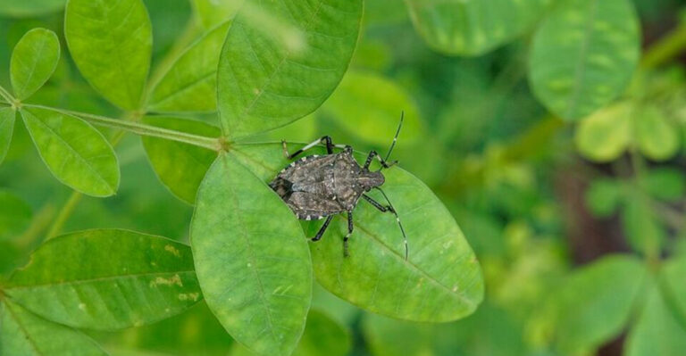 12 California Garden Bugs You Should Never Ignore This Spring